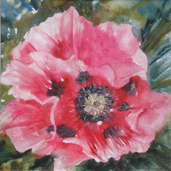 2011 Oriental Poppy Watercolour